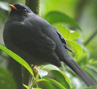 Black-faced Solitaire