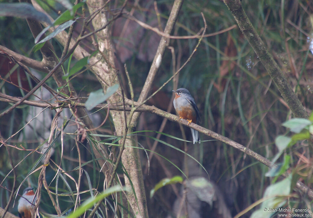 Rufous-throated Solitaire