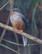 Rufous-throated Solitaire