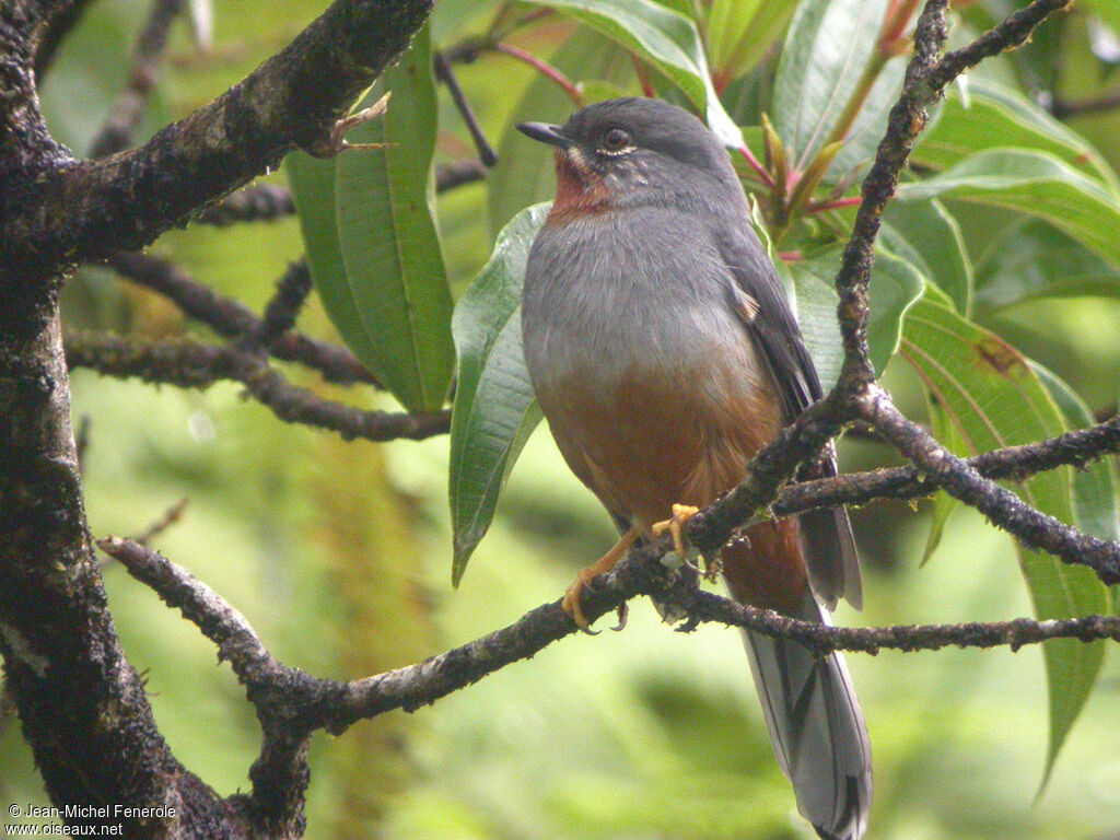 Rufous-throated Solitaire