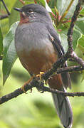 Rufous-throated Solitaire