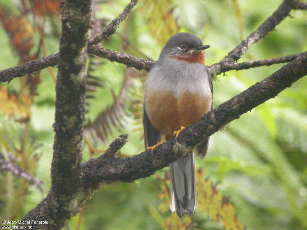 Rufous-throated Solitaire