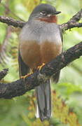 Rufous-throated Solitaire