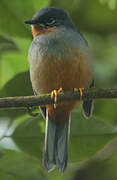 Rufous-throated Solitaire