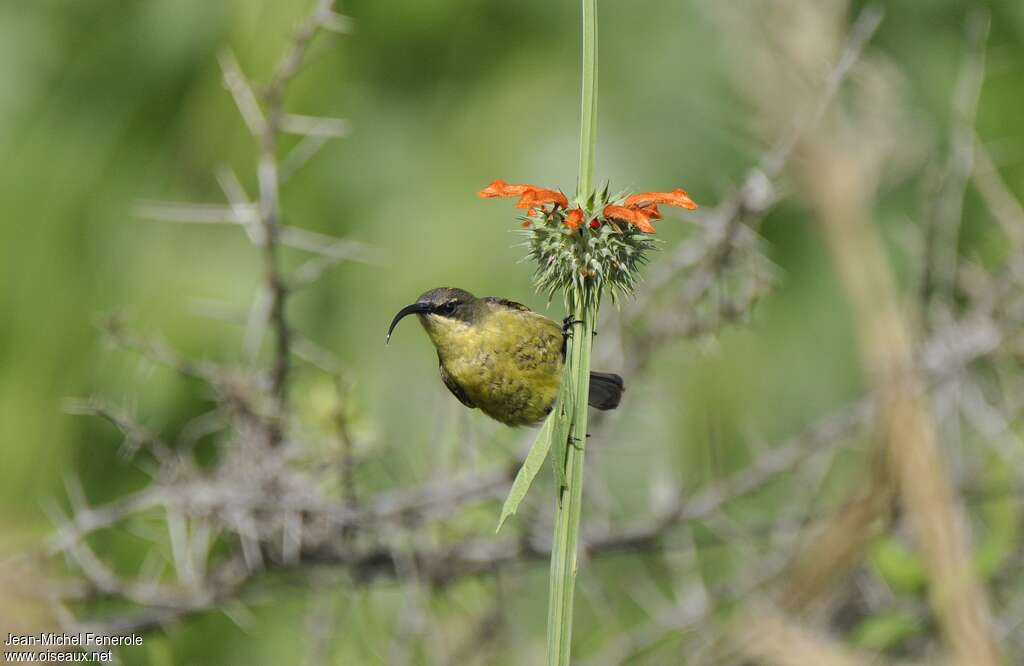 Golden-winged Sunbird female adult, close-up portrait