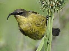 Golden-winged Sunbird