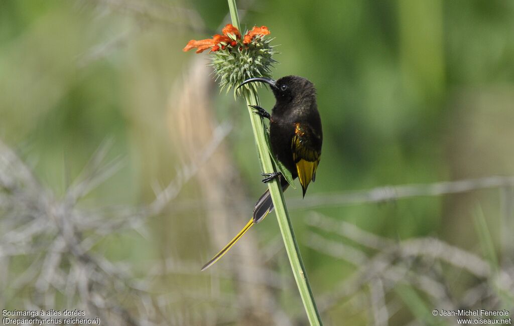 Golden-winged Sunbird