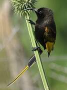 Golden-winged Sunbird