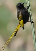 Golden-winged Sunbird