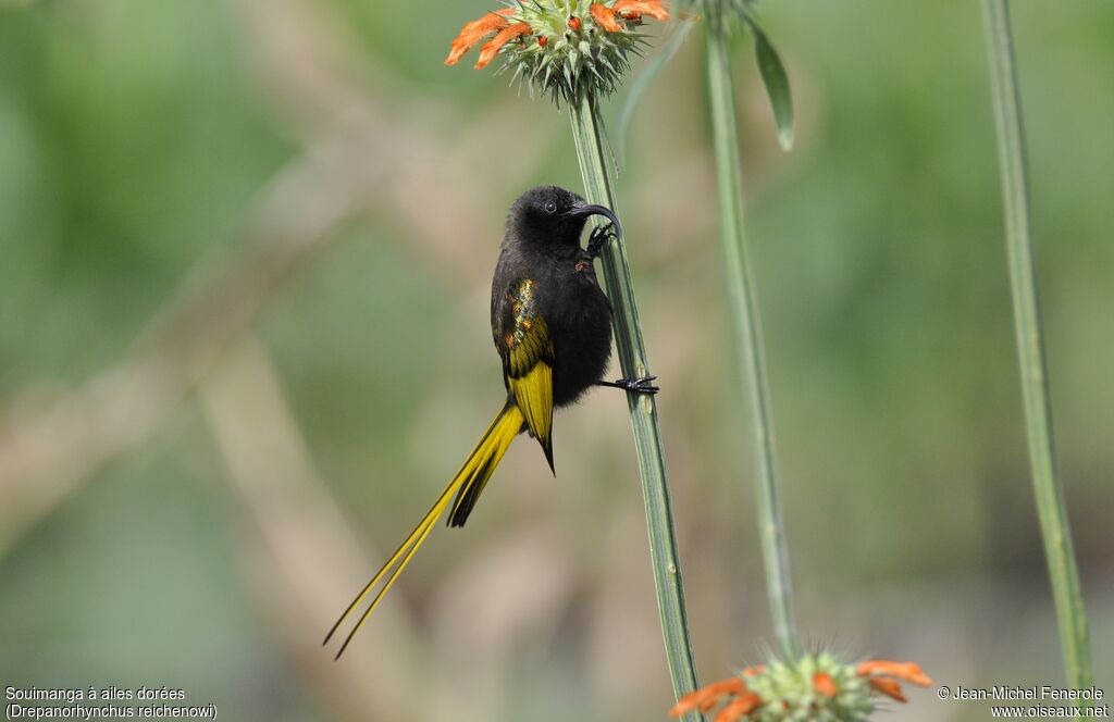 Souimanga à ailes dorées