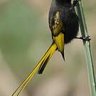 Souimanga à ailes dorées