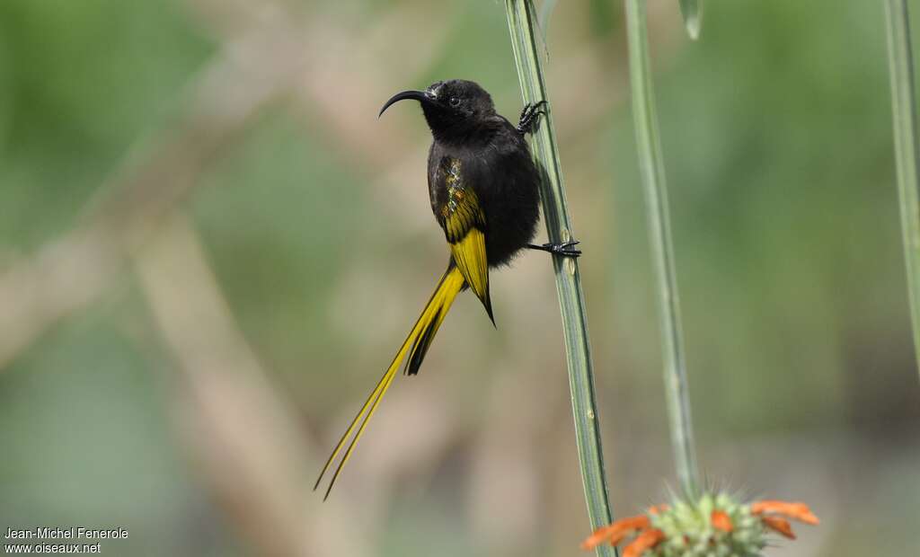 Golden-winged Sunbird male adult, close-up portrait