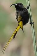 Golden-winged Sunbird