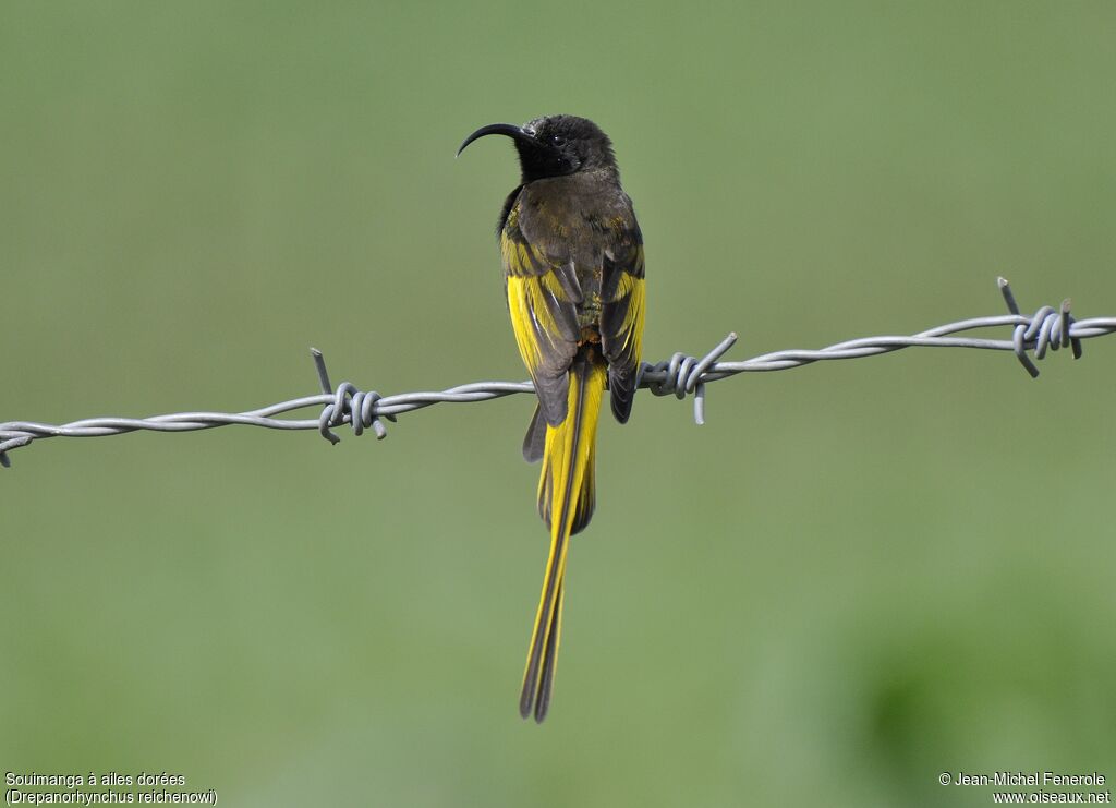 Golden-winged Sunbird