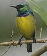 Collared Sunbird