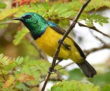 Collared Sunbird