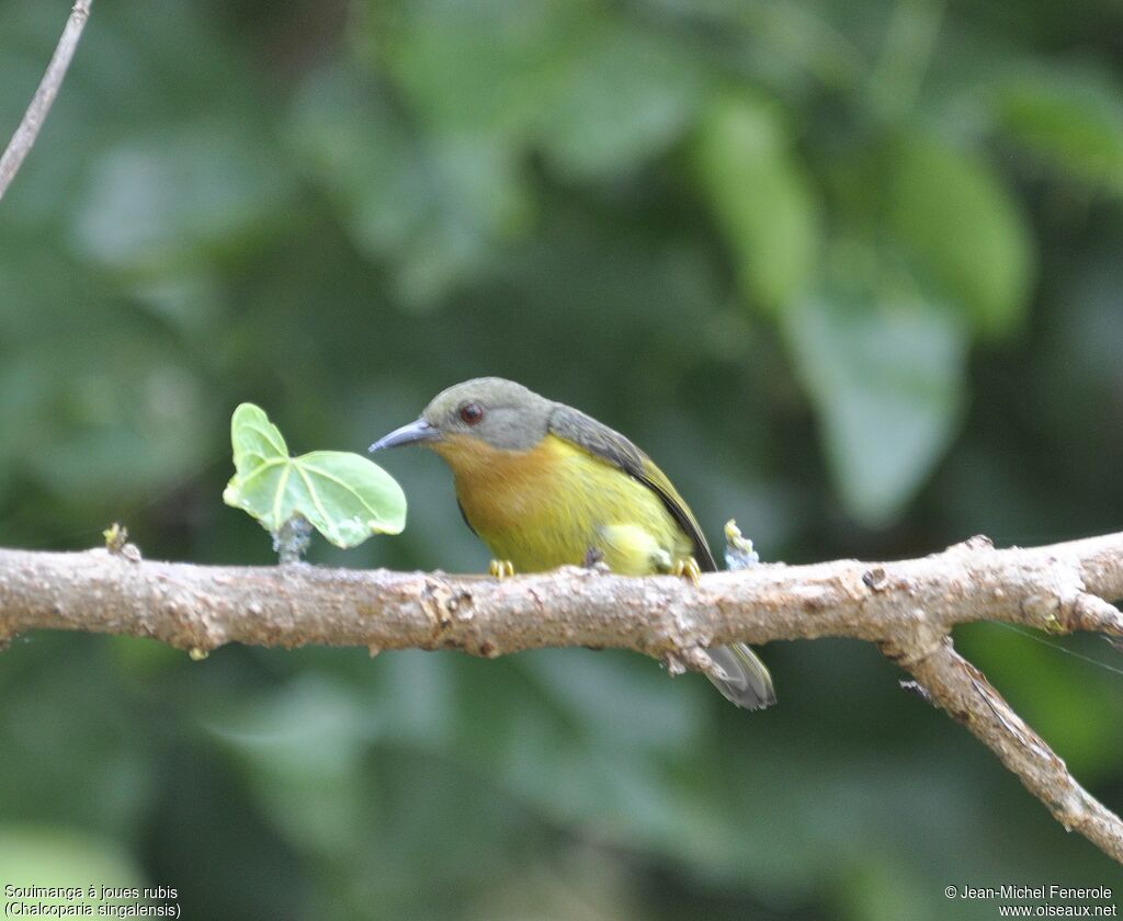 Ruby-cheeked Sunbird