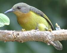 Ruby-cheeked Sunbird