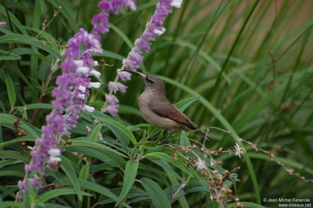 Greater Double-collared Sunbird female adult