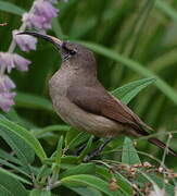 Greater Double-collared Sunbird