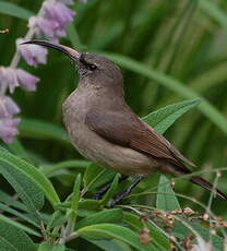 Souimanga à plastron rouge