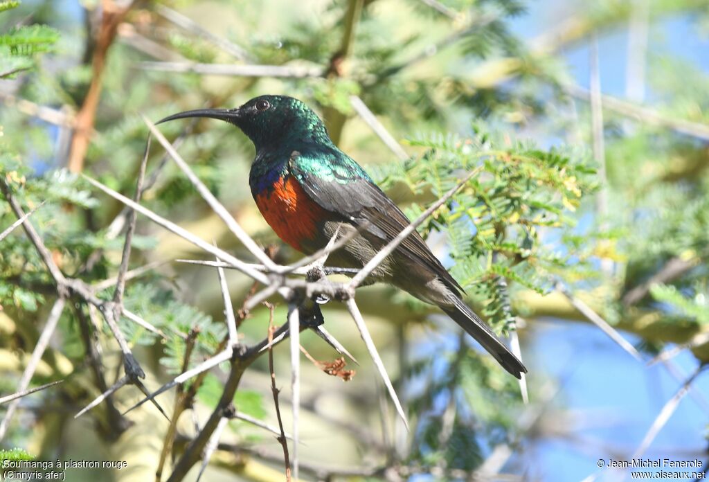 Souimanga à plastron rouge