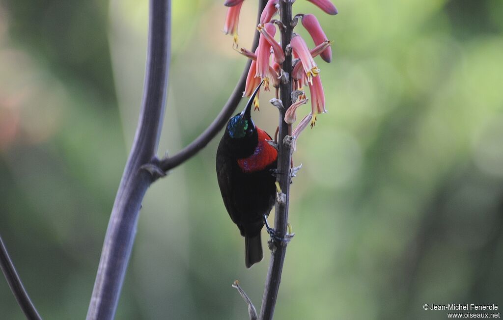 Scarlet-chested Sunbird