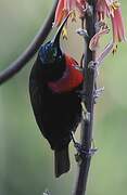 Scarlet-chested Sunbird