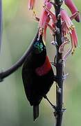 Scarlet-chested Sunbird