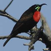 Scarlet-chested Sunbird