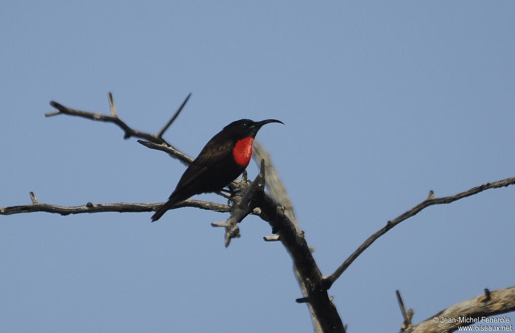 Scarlet-chested Sunbird