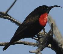 Scarlet-chested Sunbird