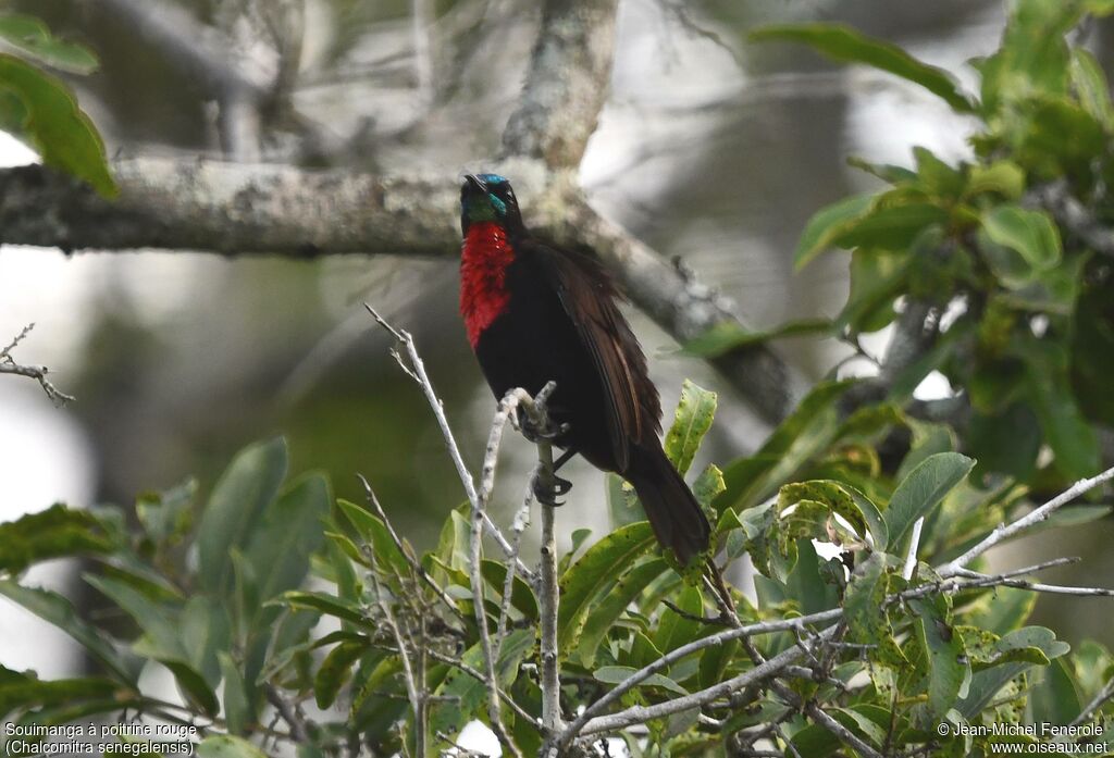 Souimanga à poitrine rouge