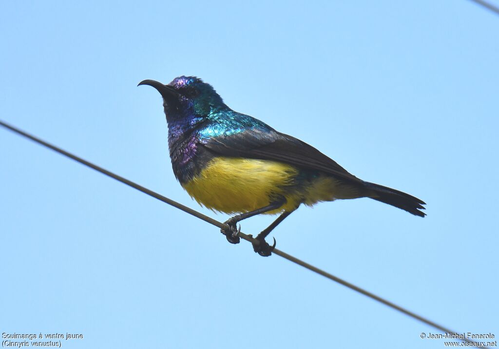 Variable Sunbird