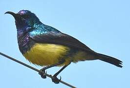 Variable Sunbird