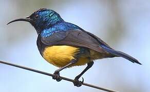 Variable Sunbird