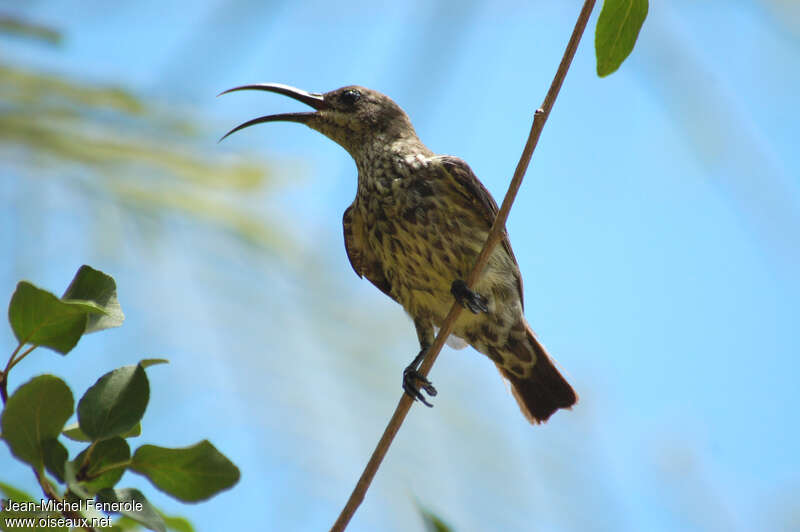 Malagasy Green Sunbird female adult, identification