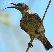 Malagasy Green Sunbird