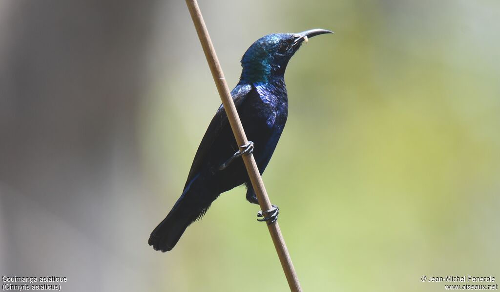 Purple Sunbird