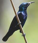 Purple Sunbird