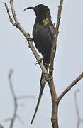 Bronzy Sunbird