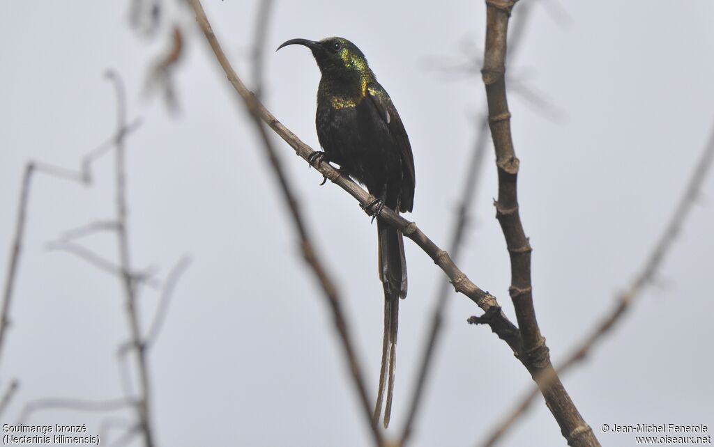 Bronzy Sunbird