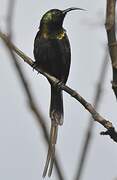 Bronzy Sunbird