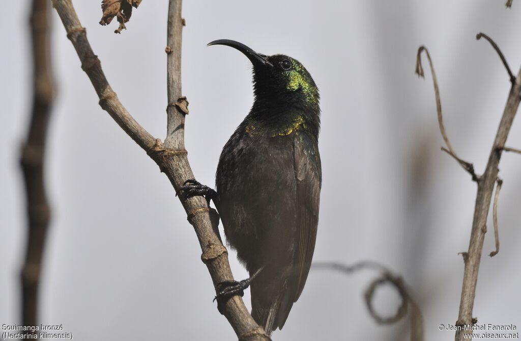 Bronzy Sunbird