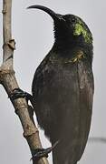 Bronzy Sunbird