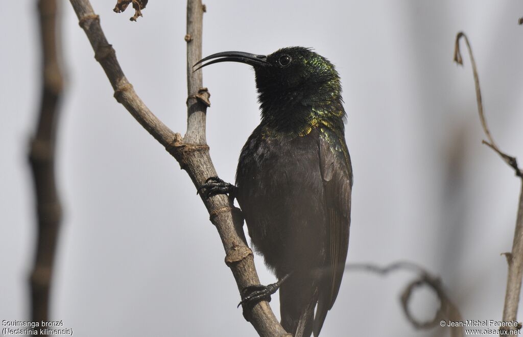 Bronzy Sunbird