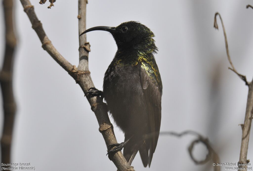 Bronze Sunbird