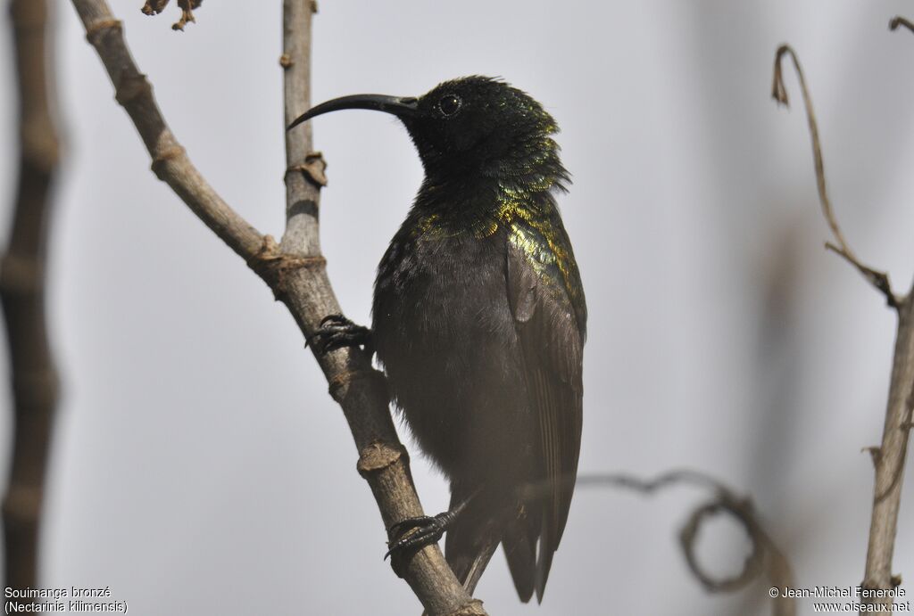 Bronzy Sunbird