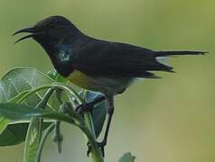 Newton's Sunbird