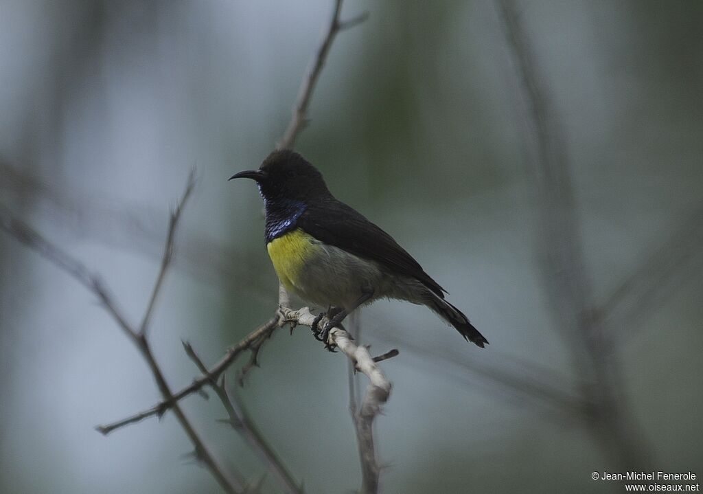 Newton's Sunbird